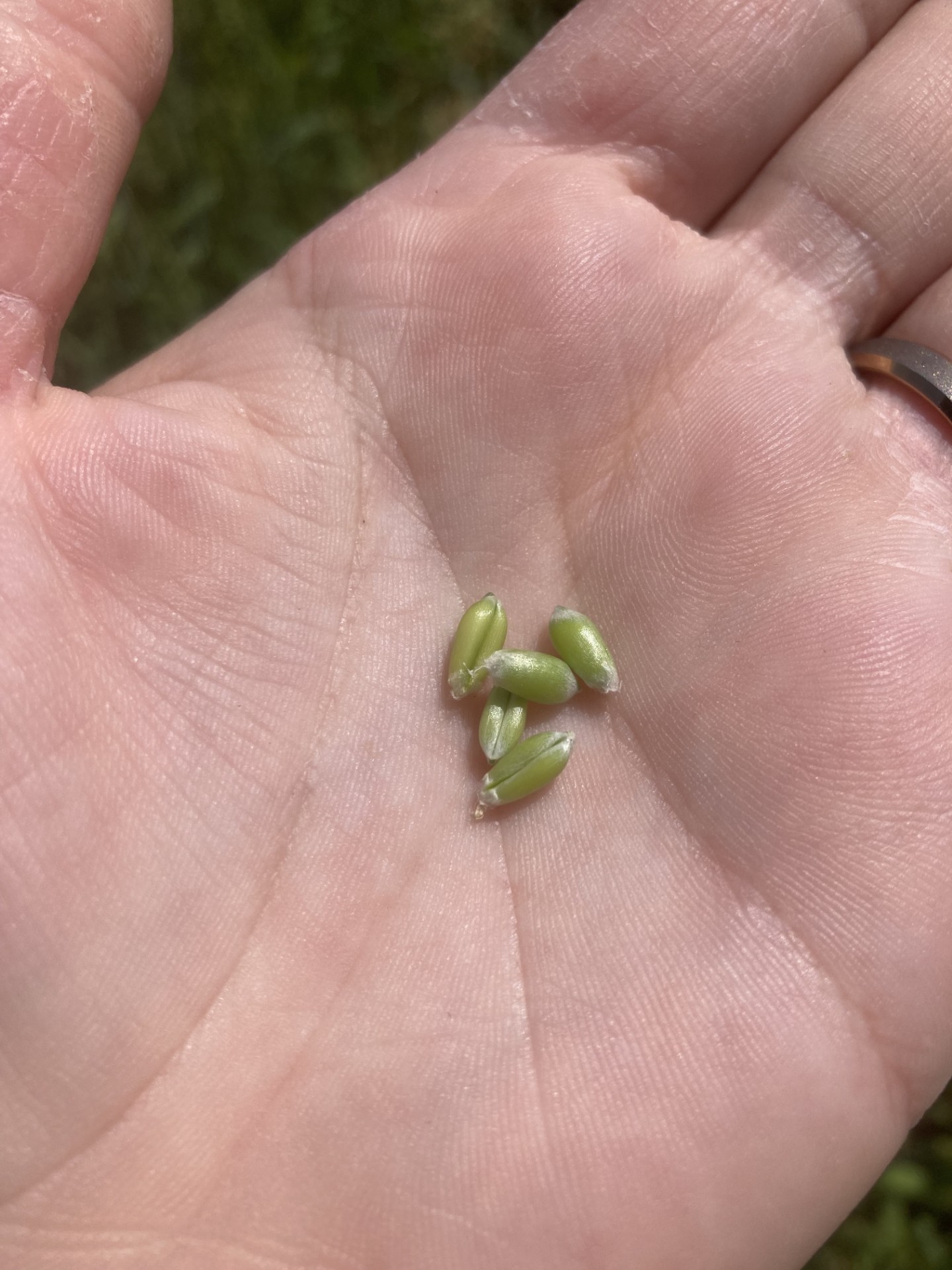 Seeds in a hand.